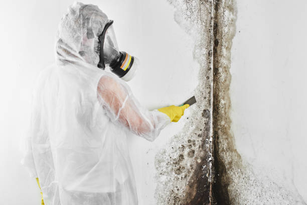 Bellevue, IL Mold Removal Company