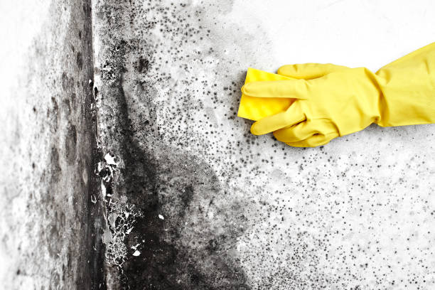 Best Attic Mold Removal  in Bellevue, IL