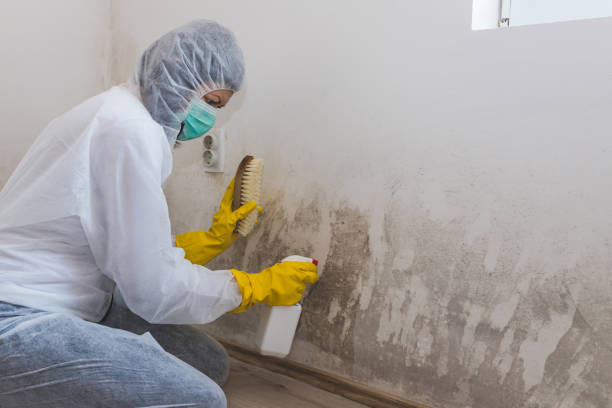 Best Mold Cleaning Services  in Bellevue, IL