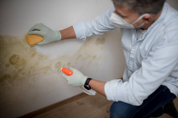 Best Crawl Space Mold Removal  in Bellevue, IL