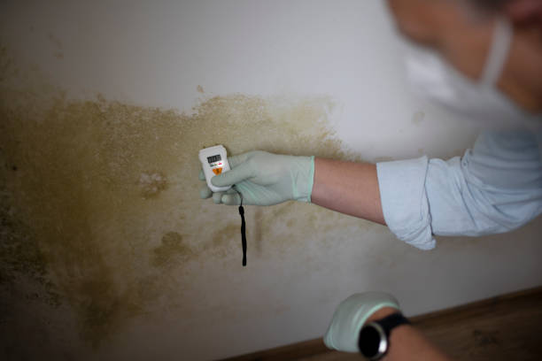 Best Residential Mold Removal  in Bellevue, IL