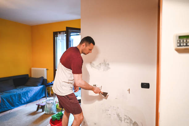 Best Black Mold Removal  in Bellevue, IL