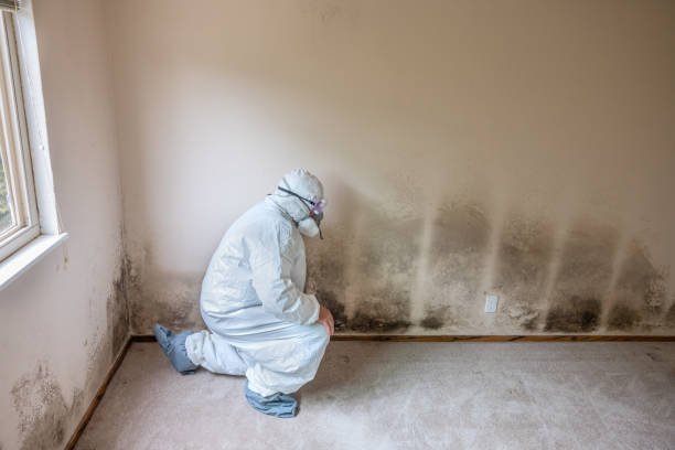 Best Mold Remediation Experts  in Bellevue, IL