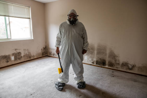 Best Certified Mold Removal  in Bellevue, IL