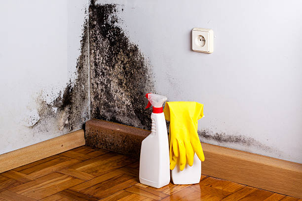 Home Mold Removal in Bellevue, IL