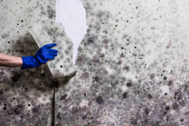 Best Mold Removal Near Me  in Bellevue, IL